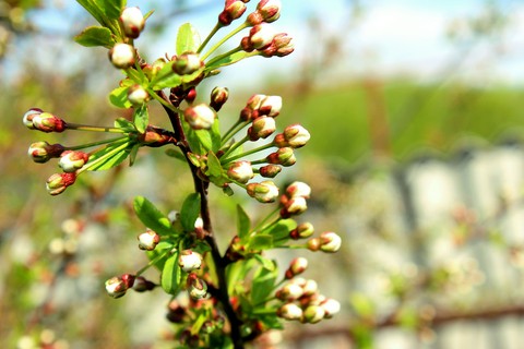 Spring
