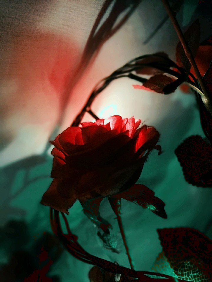 rose