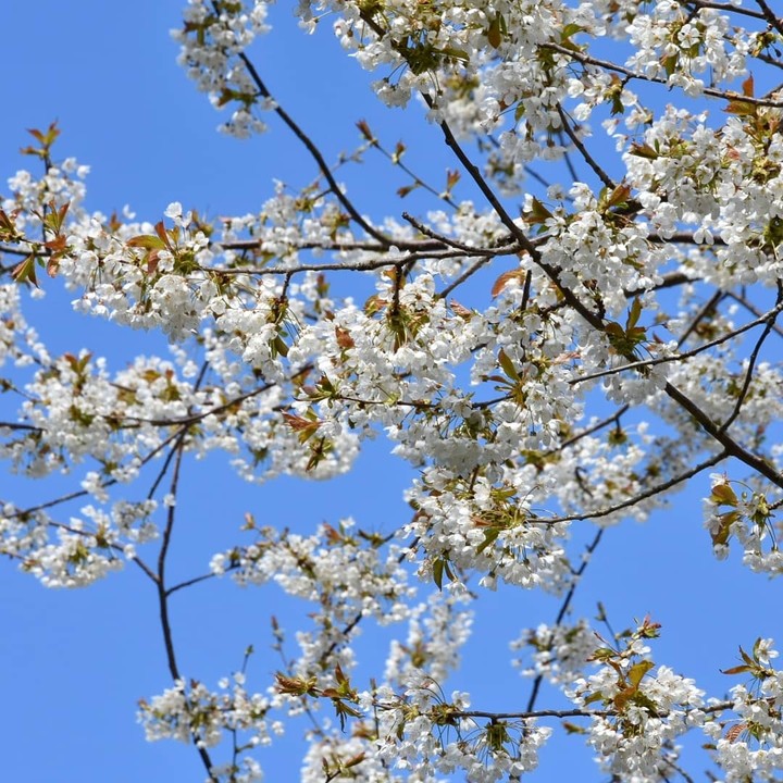 Spring