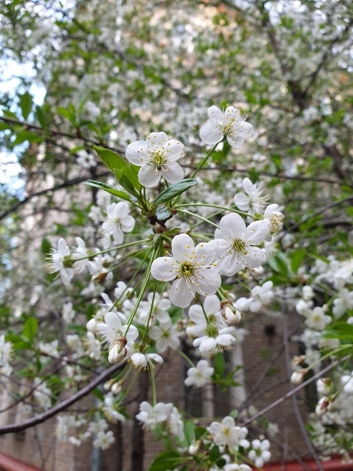 Cherry blossom in Moscow