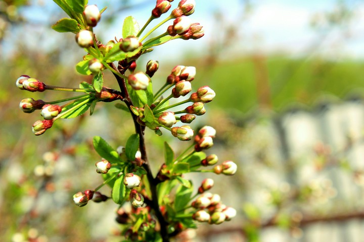 Spring