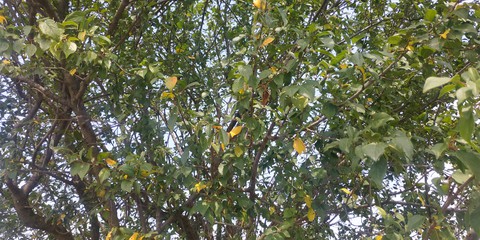Colorfull tree