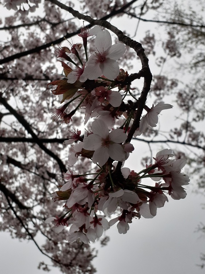 cherry blossom