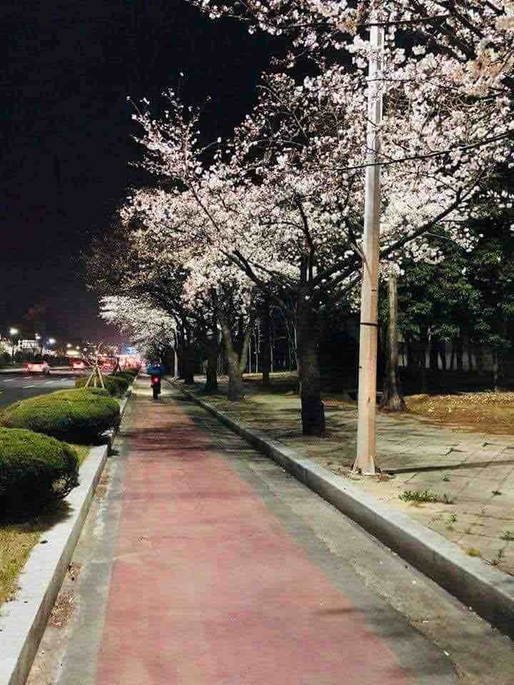 cherry blossom