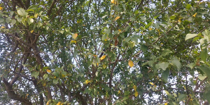 Colorfull tree