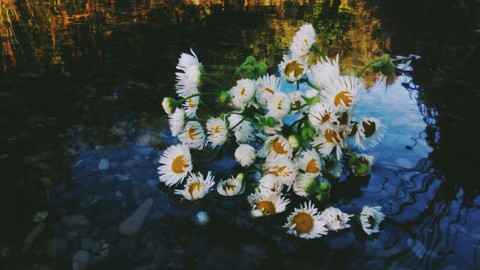 обои wildflower, river