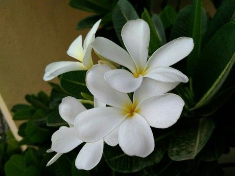 шпалери flowers, photography