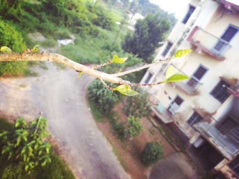 Nature