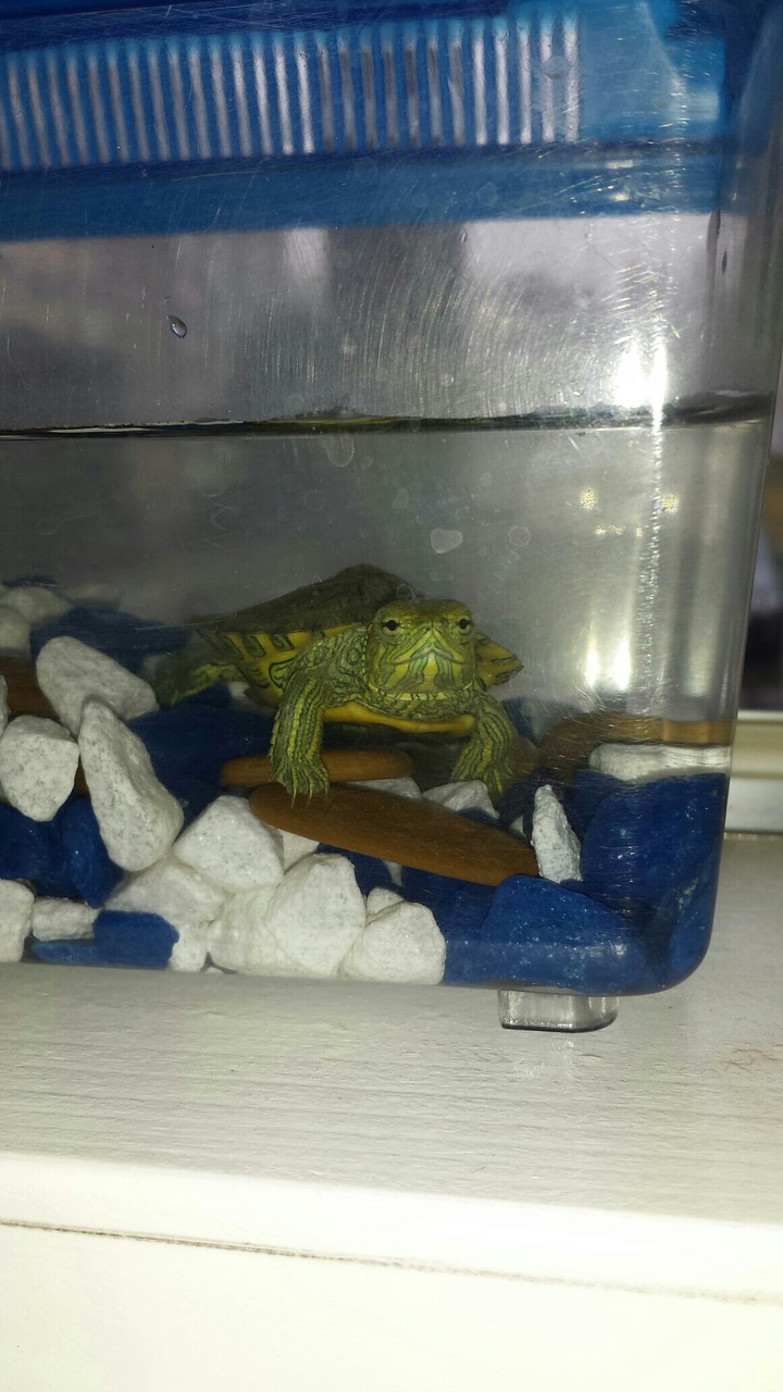 turtle