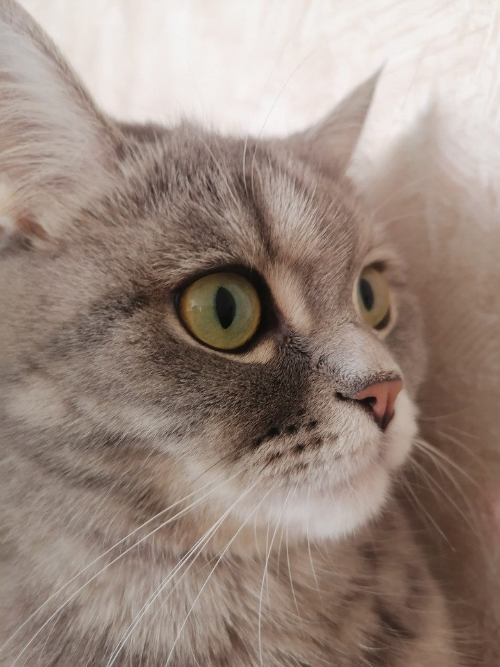 кошка