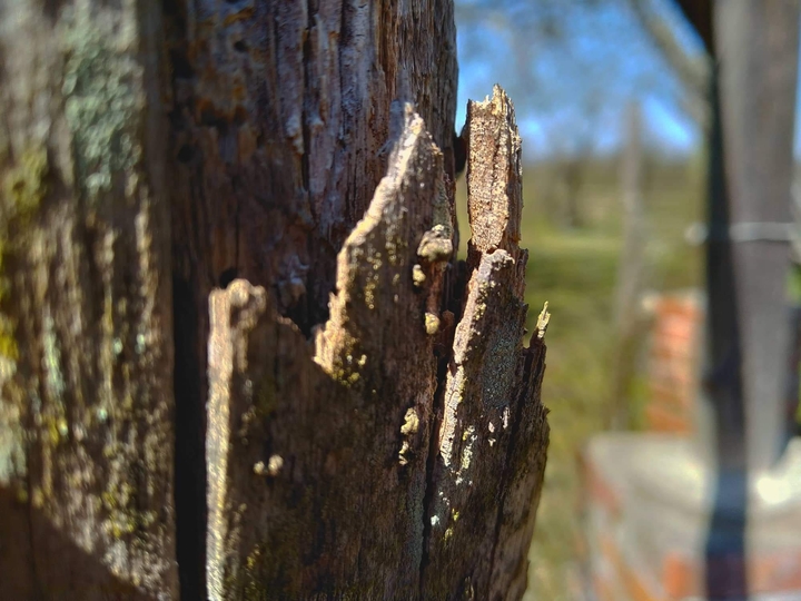 tree