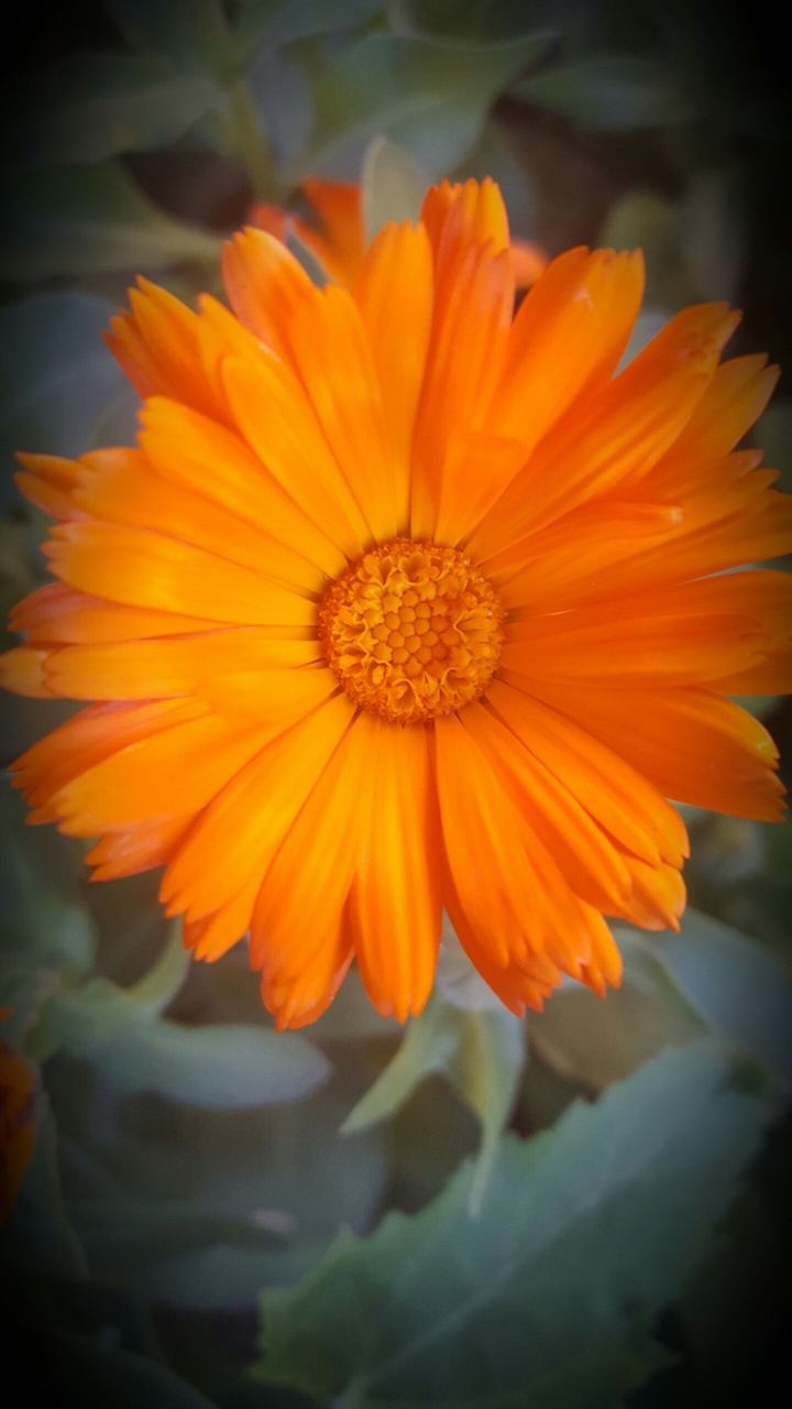 orange flower