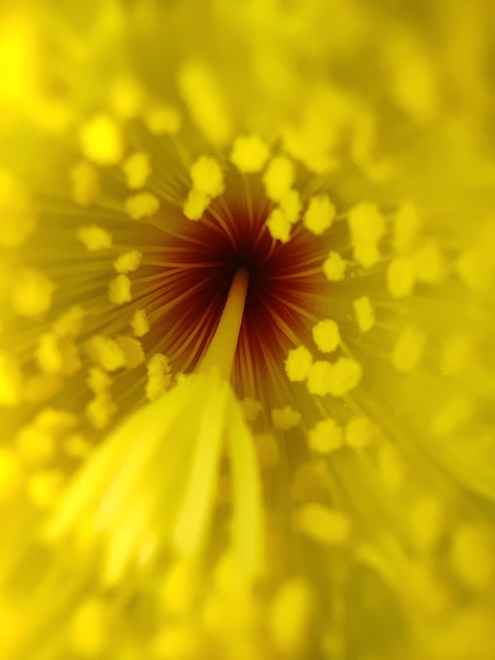 cactus flower