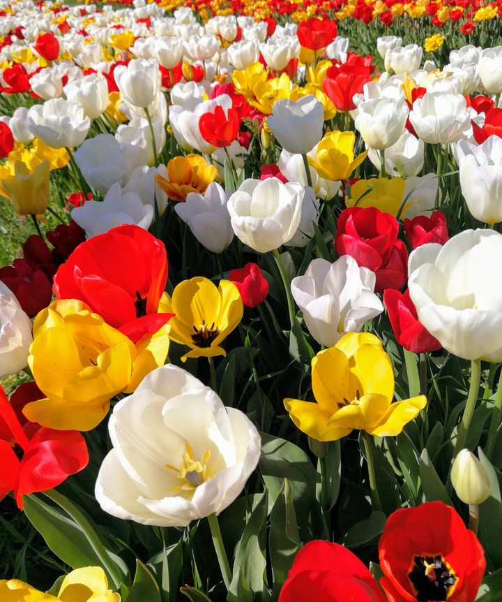 Tulipani