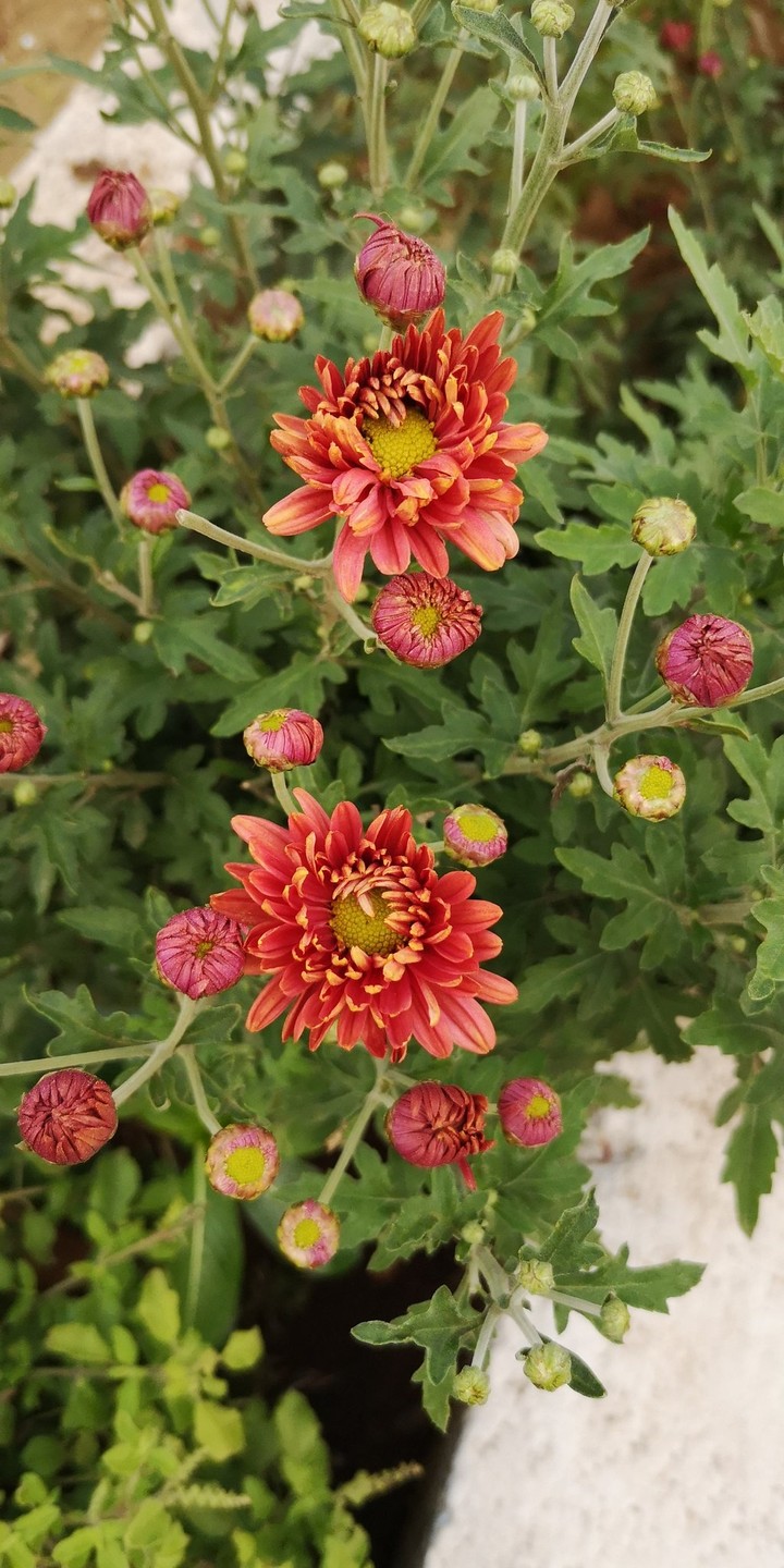 flowers