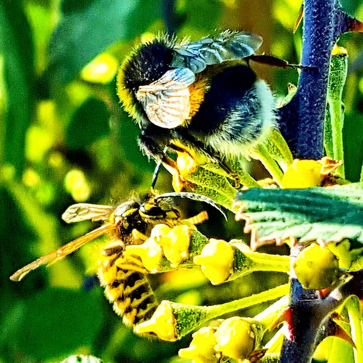 bee / bombus turkey