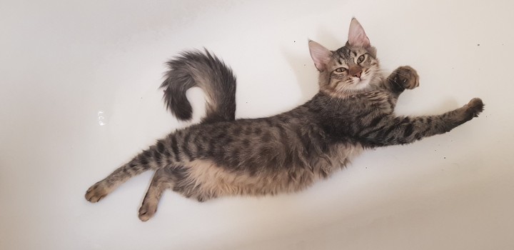 model cat