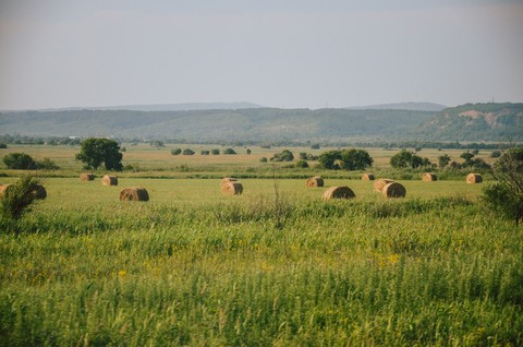 sfondi Field, plain