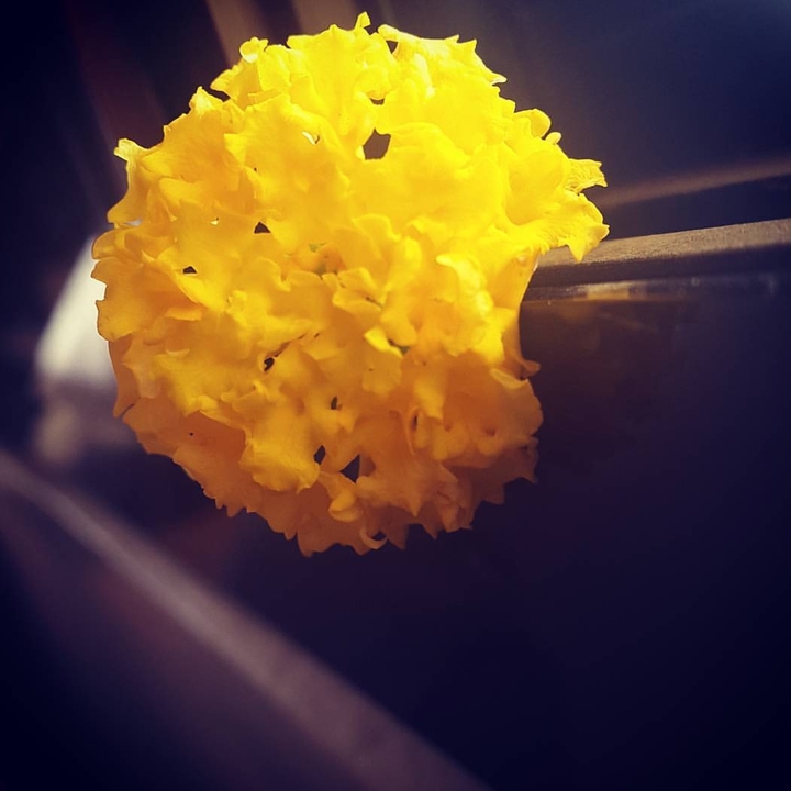 fleur