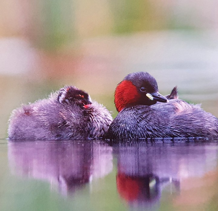 Ente