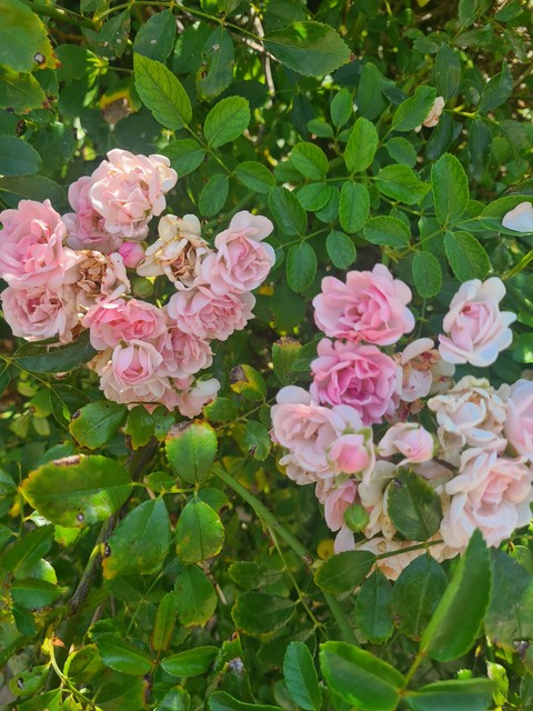 papéis de parede pink, Garden