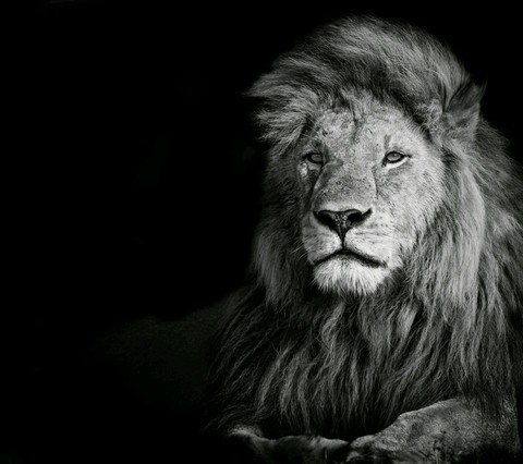 lion