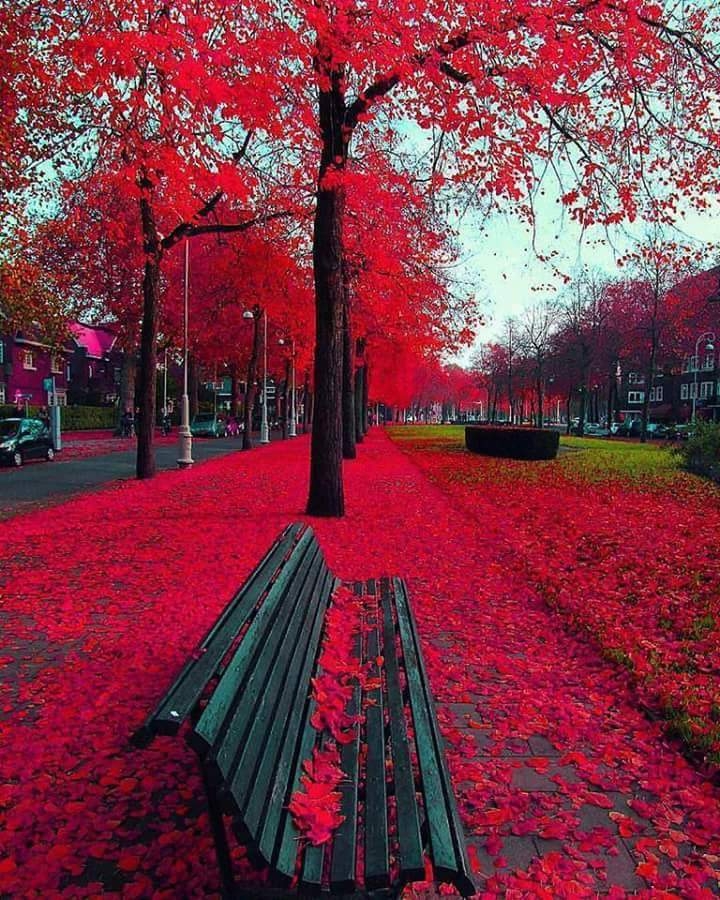 red autumn