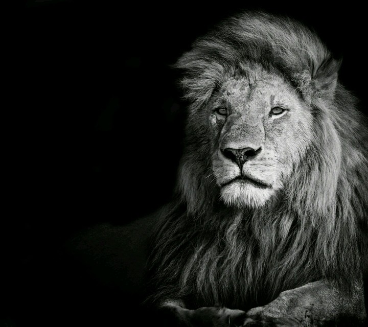 lion