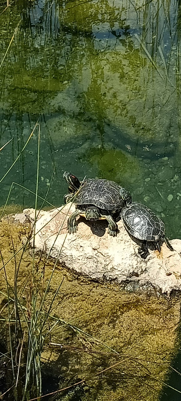 Turtles