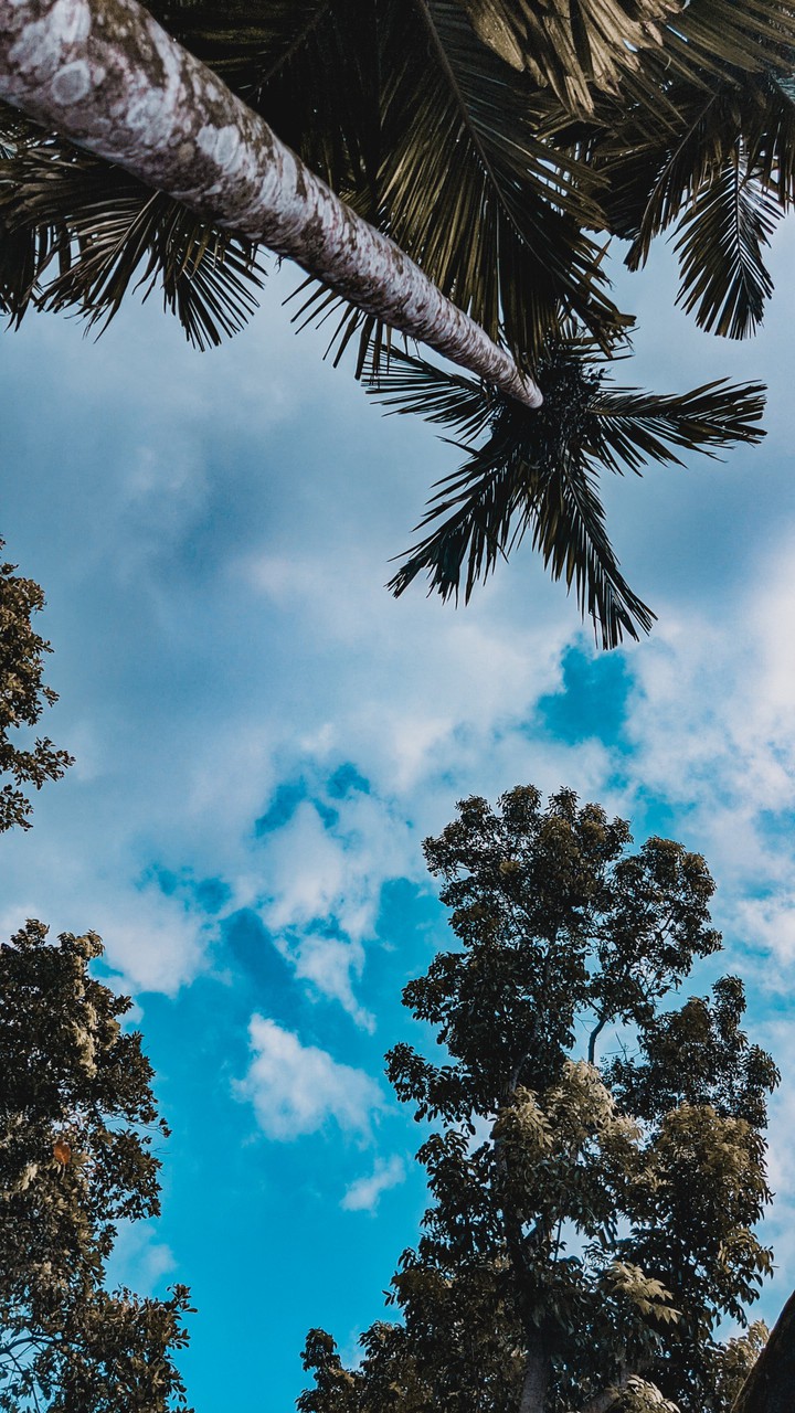 Blue Sky