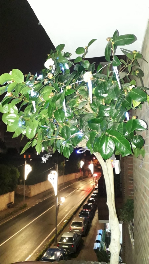Navidad