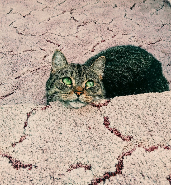 my cat