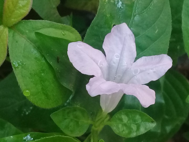 Ruellia