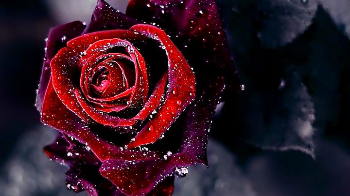 Beauty of Rose