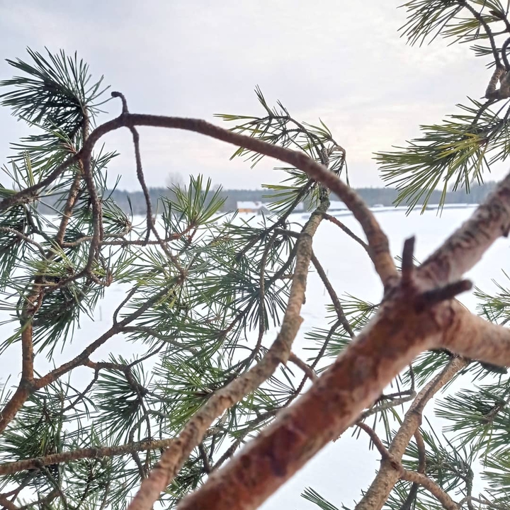 #trees