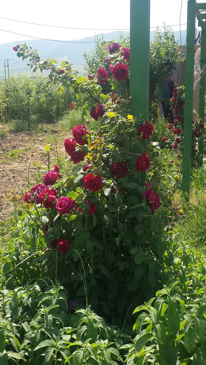 roses
