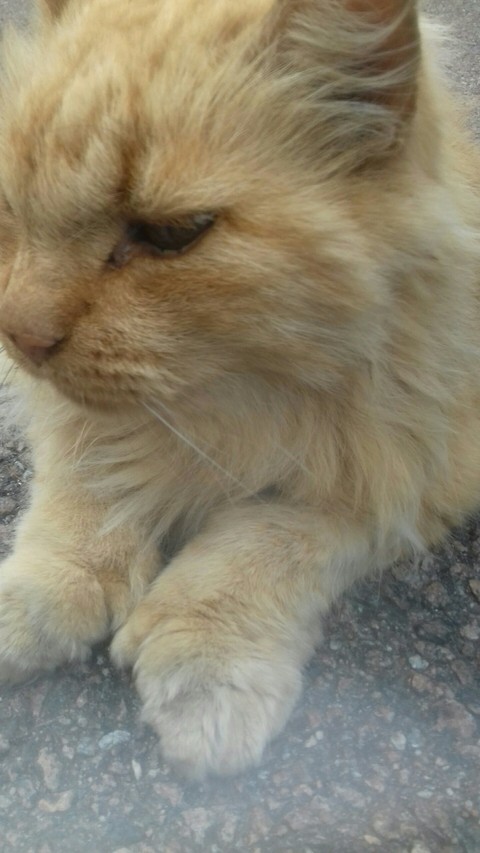 Katze