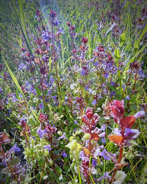 lawn