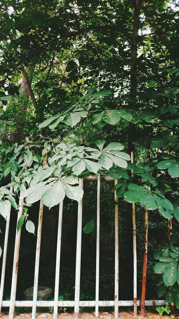 cage