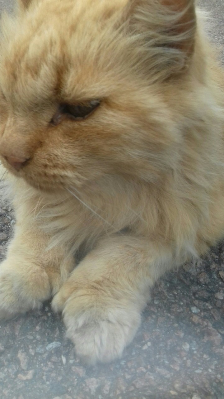 Katze