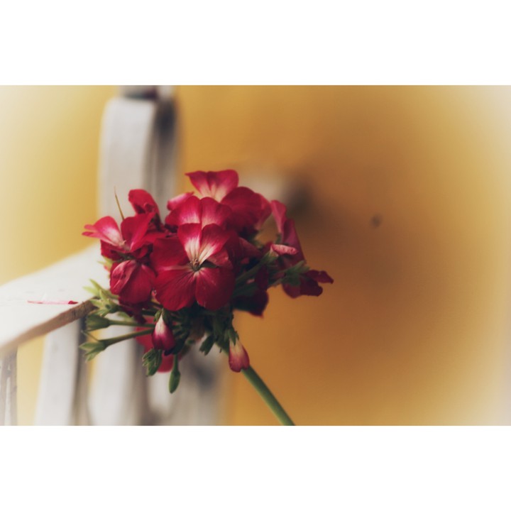pretty red flower