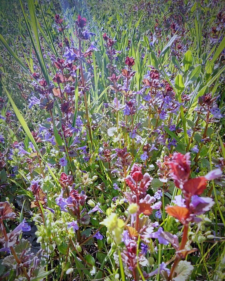 lawn