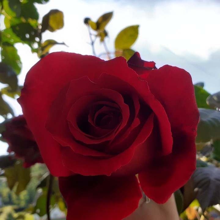 rose