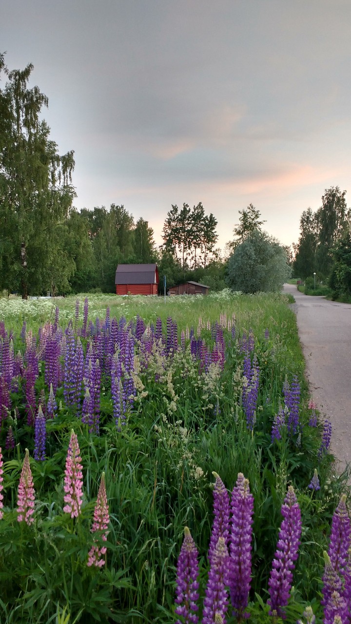 My favourite flowers