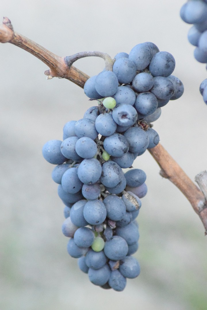 #grapes #sour #nikonclick