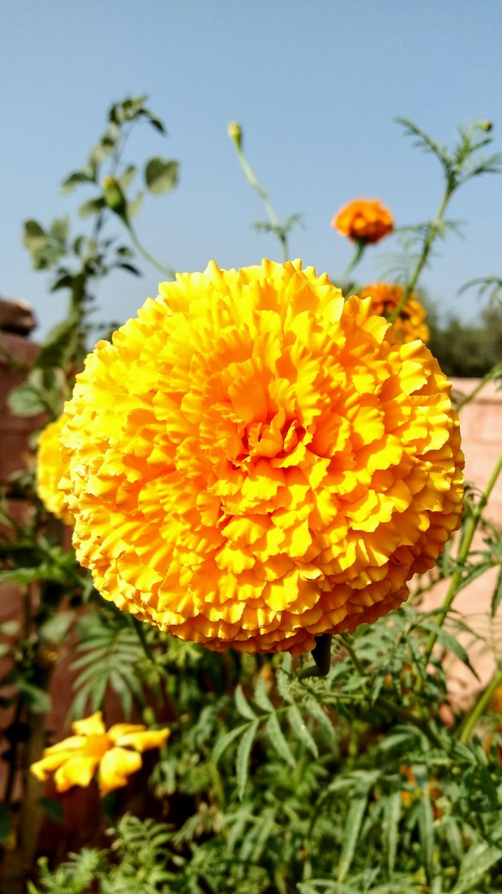 Marigold