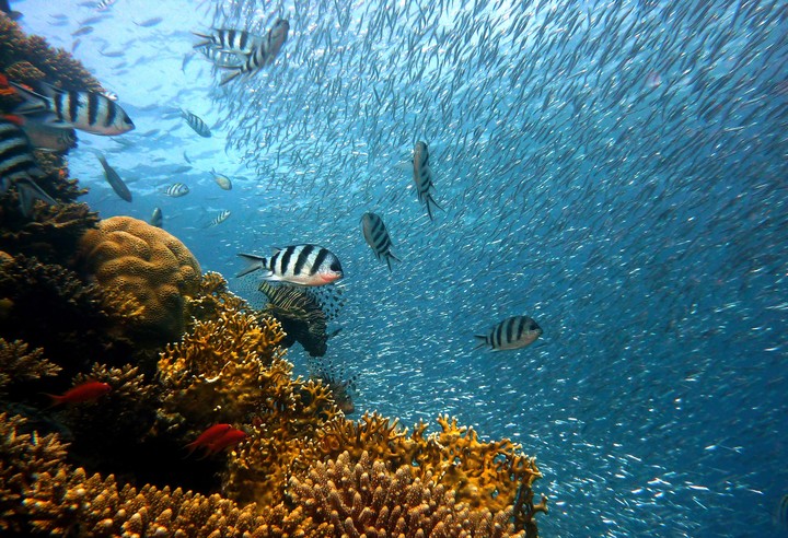 [Video Wallpaper] Fish Tank