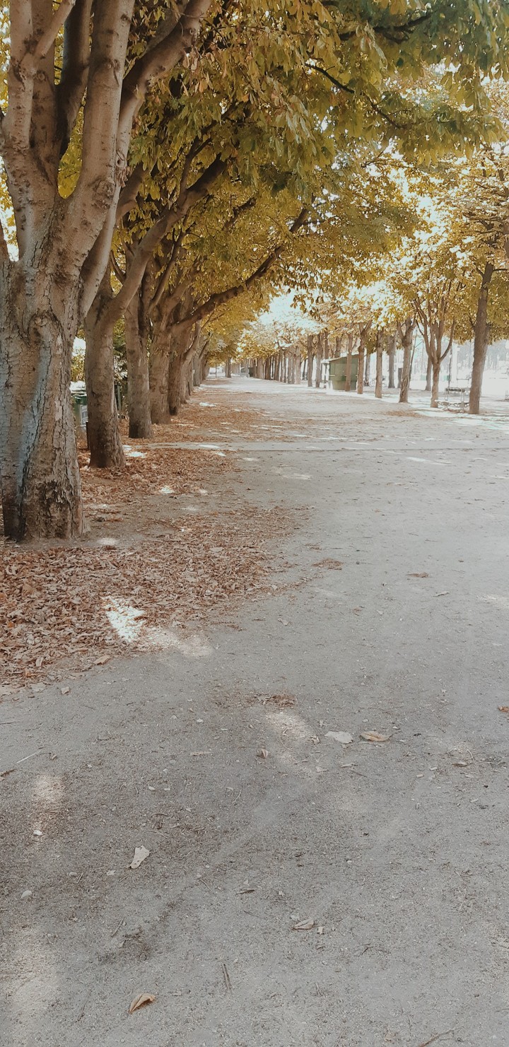 Avenue des Champs-Élysées