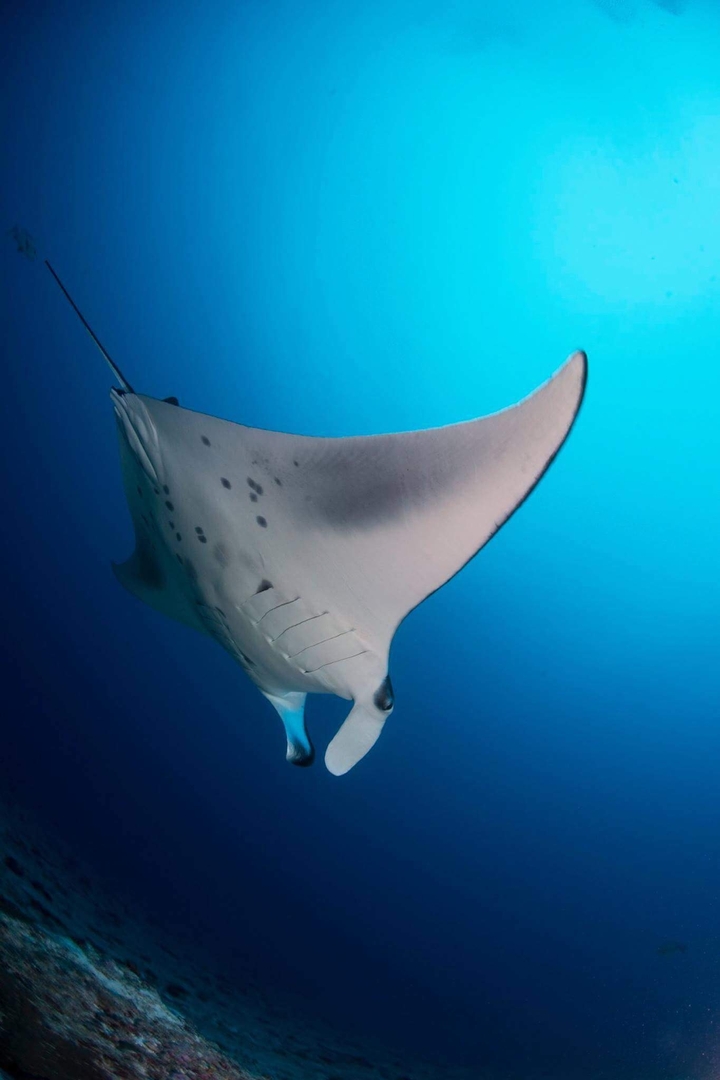 sting ray