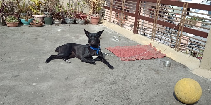 dog